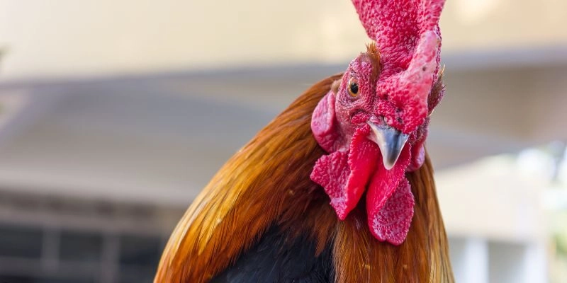 Tìm hiểu ưu điểm của việc mua bán gà đá tại chợ tốt gà đá hậu giang