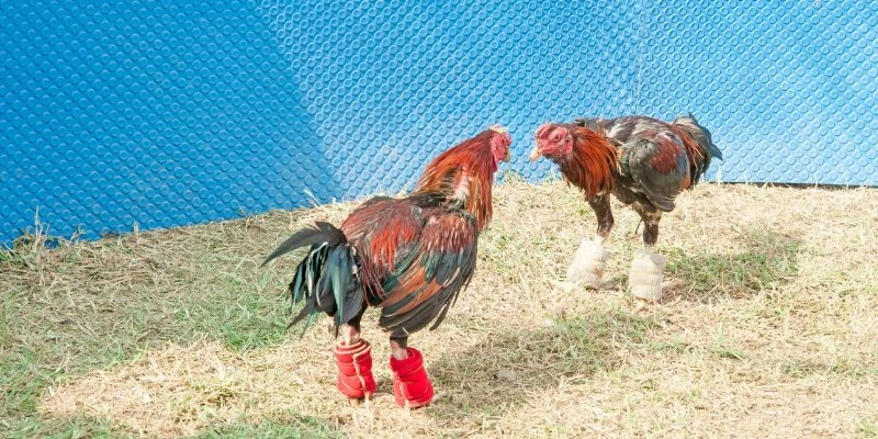 Khám phá bí mật đằng sau những chú gà chiến cựa sắt thomo