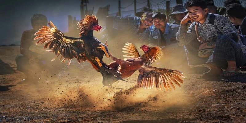 Hướng dẫn cách tham gia cá cược đá gà tại đá gà Rikvip