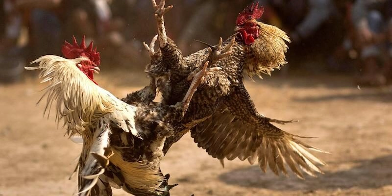 Các loại hình cá cược đá gà phổ biến trên đá gà Rikvip