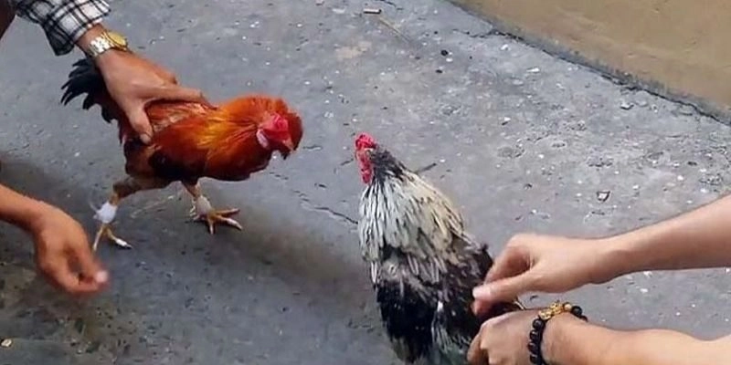 Giải đấu "Đai đen đỉnh cao”